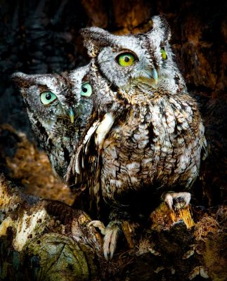 Two Eastern Screech Owls pose in woods.