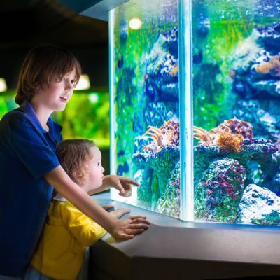 Young children looking at aquarium with look of amazement