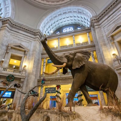 Museum with stuffed Elephant on display