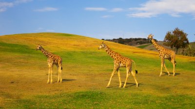 Three giraffes on open field at zoo