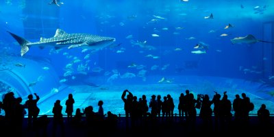 Public Aquarium with visitors viewing large tank with a shark