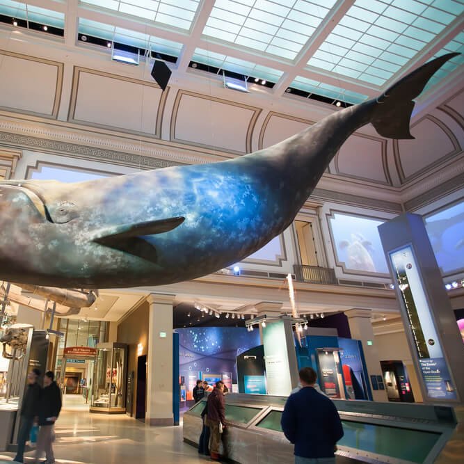 Whale exhibit in Smithsonian