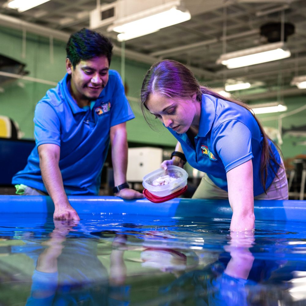Two Aquarium students tend to tank of water