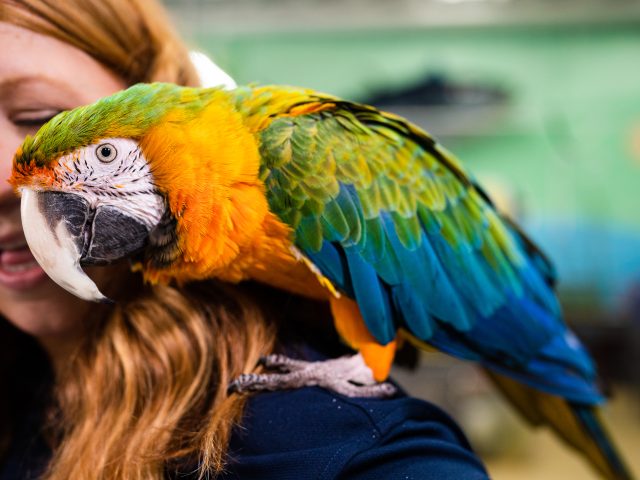 Tropical bird sits on the shoulder of Zoo instructor