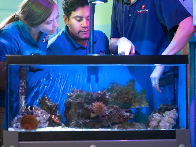 Aquarium instructor and two students look into small fish tank