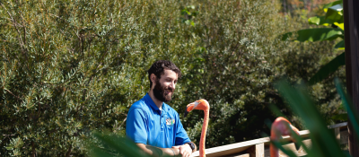 Davidson-Davie Zoo Science Student observes a flamingo while working at internship