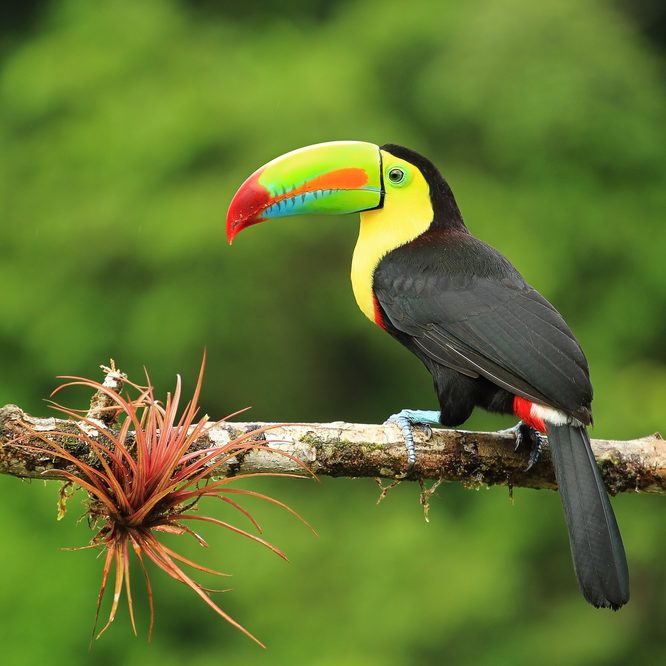Close up of colorful keel-billed toucan bird