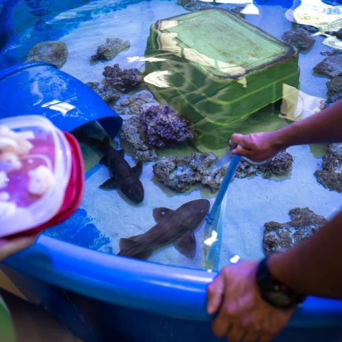 Sharks in small pool/tank